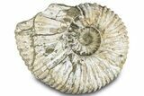 Bumpy Ammonite (Douvilleiceras) Fossil - Madagascar #289097-1